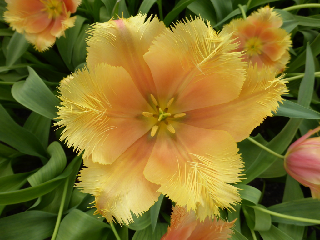 Yellow flower in the Willem-Alexander pavilion at the Keukenhof park