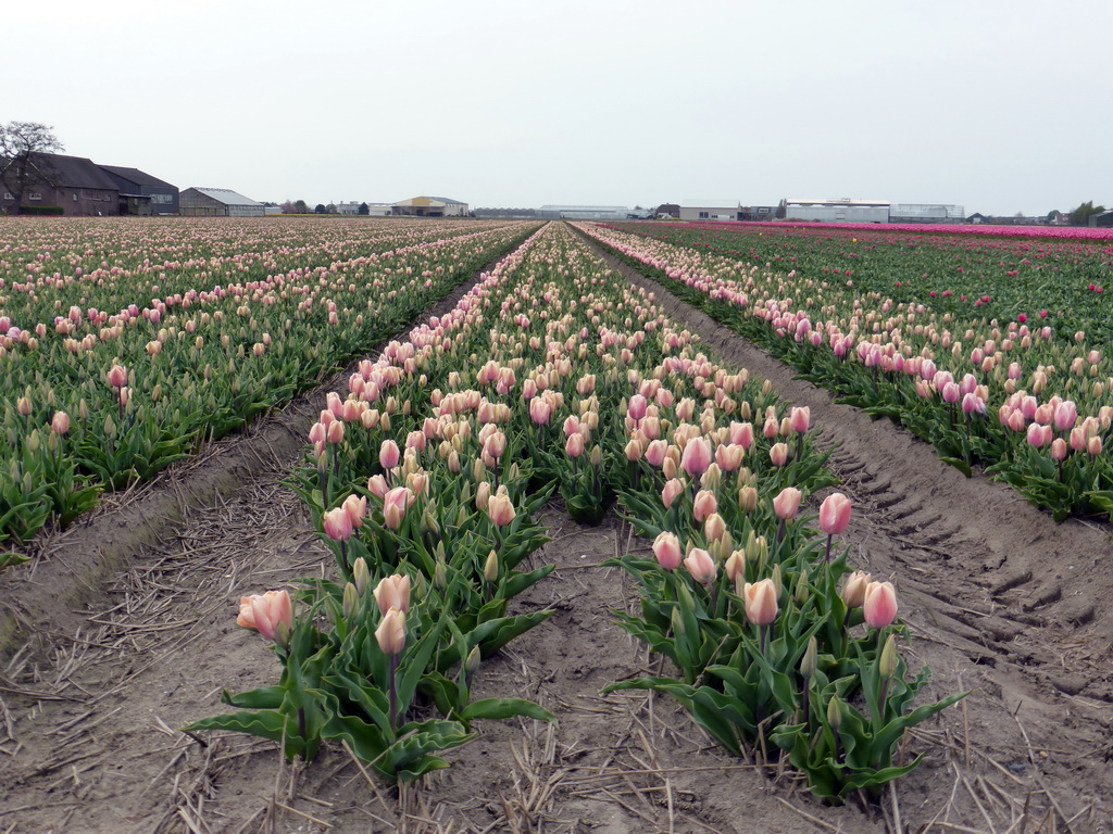 Field with purple-white tulips near the Heereweg street at Lisse