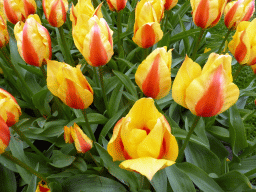 Yellow-red flowers near the Oranje Nassau pavilion at the Keukenhof park