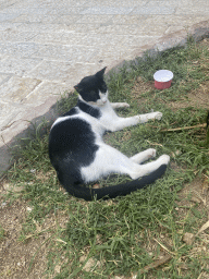 Cat at the Cat Park