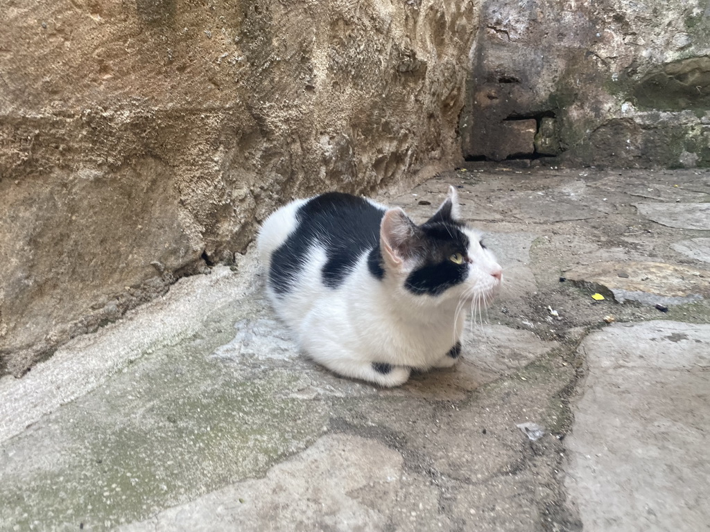 Cat at a staircase next to the Ulica 2 street