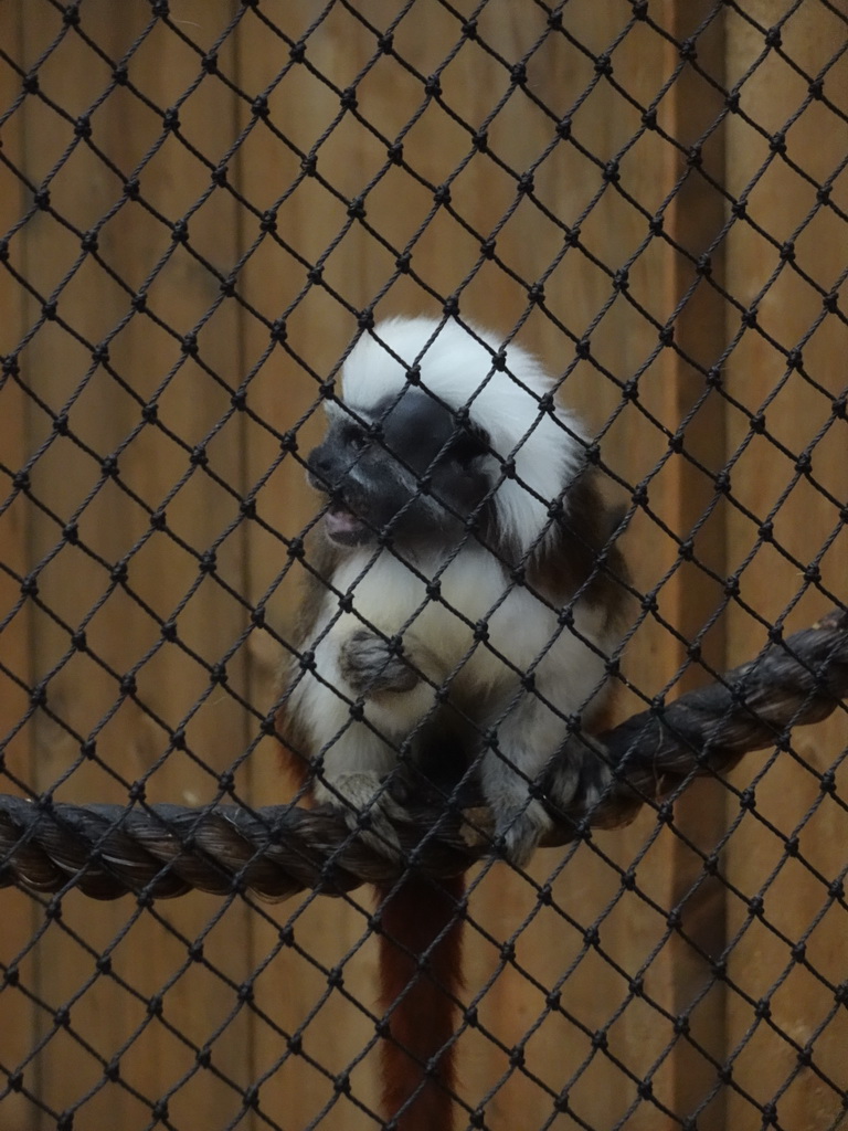 Cotton-top Tamarin at the Dino Expo at the Berkenhof Tropical Zoo