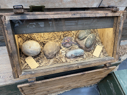 Fossilized Hadrosaurus and Oviraptor eggs at the Dino Expo at the Berkenhof Tropical Zoo, with explanation