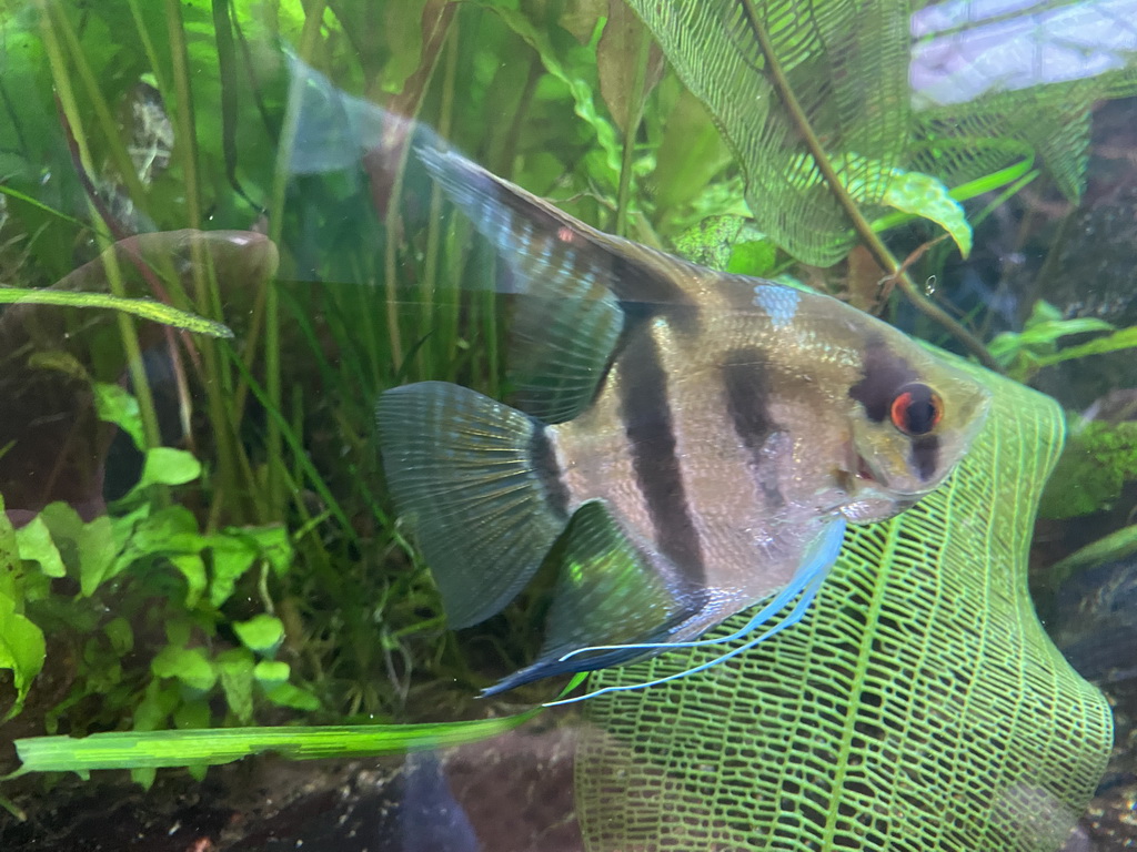 Fish at the upper floor of the Jungle area at the Poema del Mar Aquarium