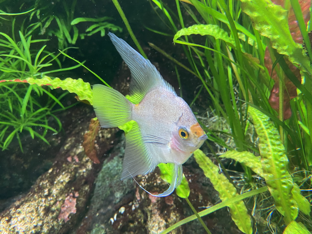 Fish at the upper floor of the Jungle area at the Poema del Mar Aquarium