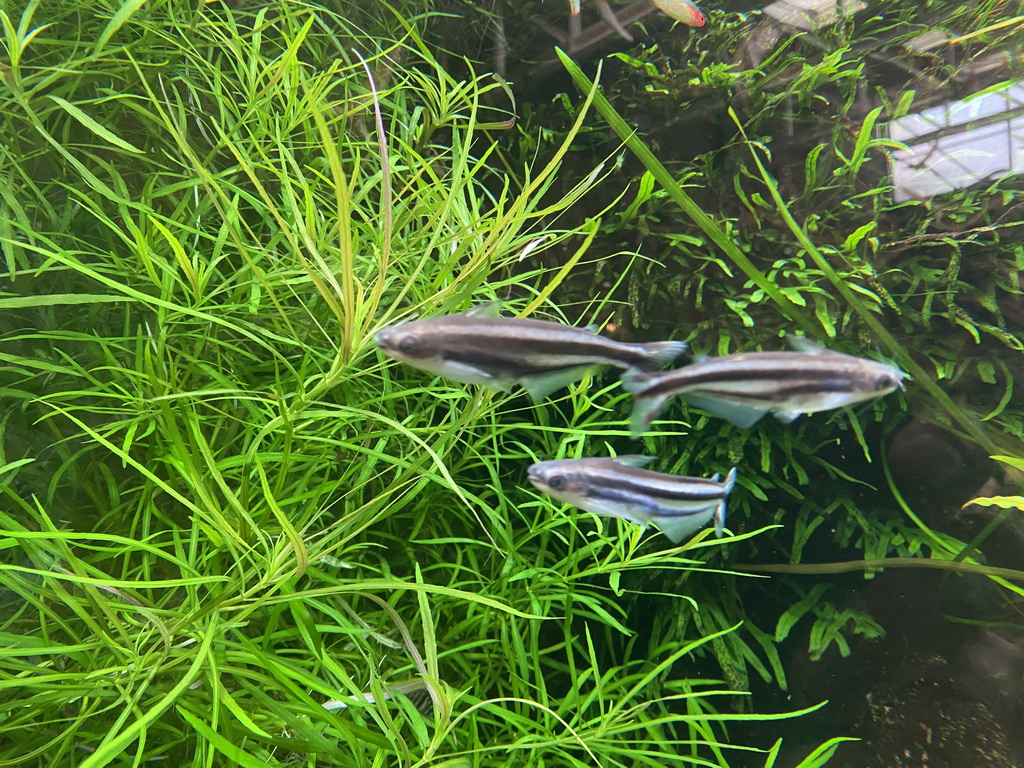 Fishes at the upper floor of the Jungle area at the Poema del Mar Aquarium