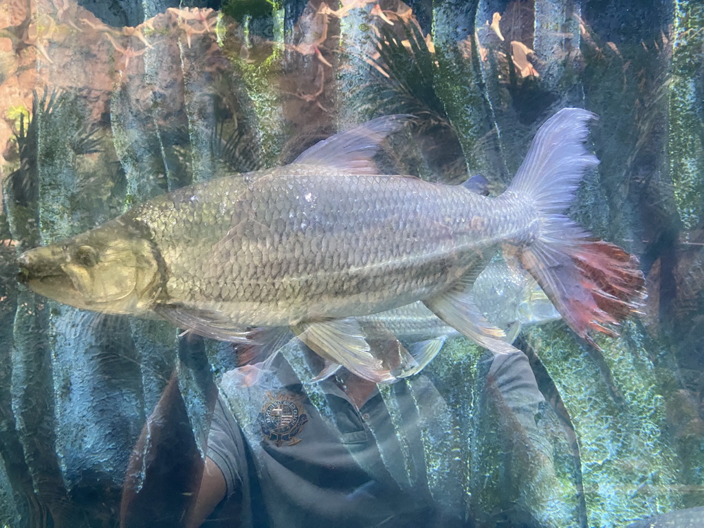 Goliath Tiger Fishes at the upper floor of the Jungle area at the Poema del Mar Aquarium