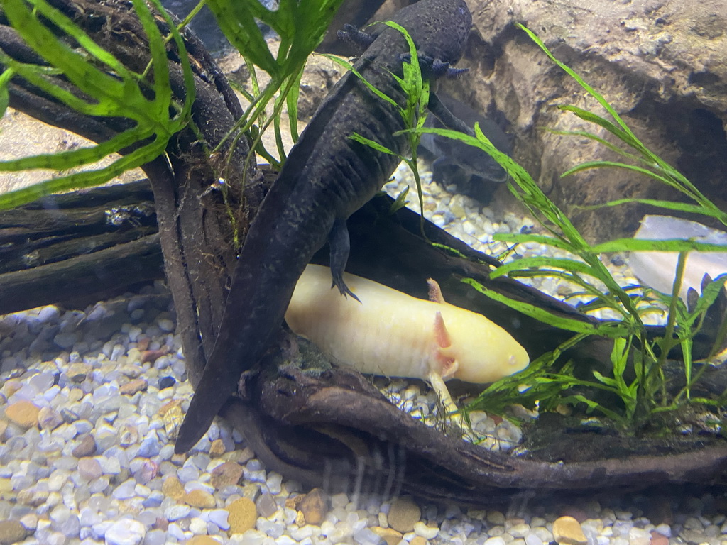 Axolotls at the upper floor of the Jungle area at the Poema del Mar Aquarium