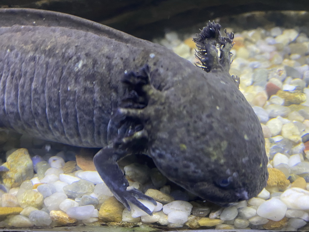 Axolotl at the upper floor of the Jungle area at the Poema del Mar Aquarium