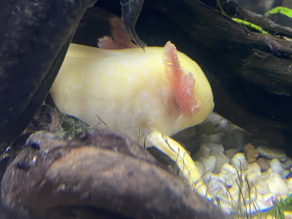 Axolotl at the upper floor of the Jungle area at the Poema del Mar Aquarium