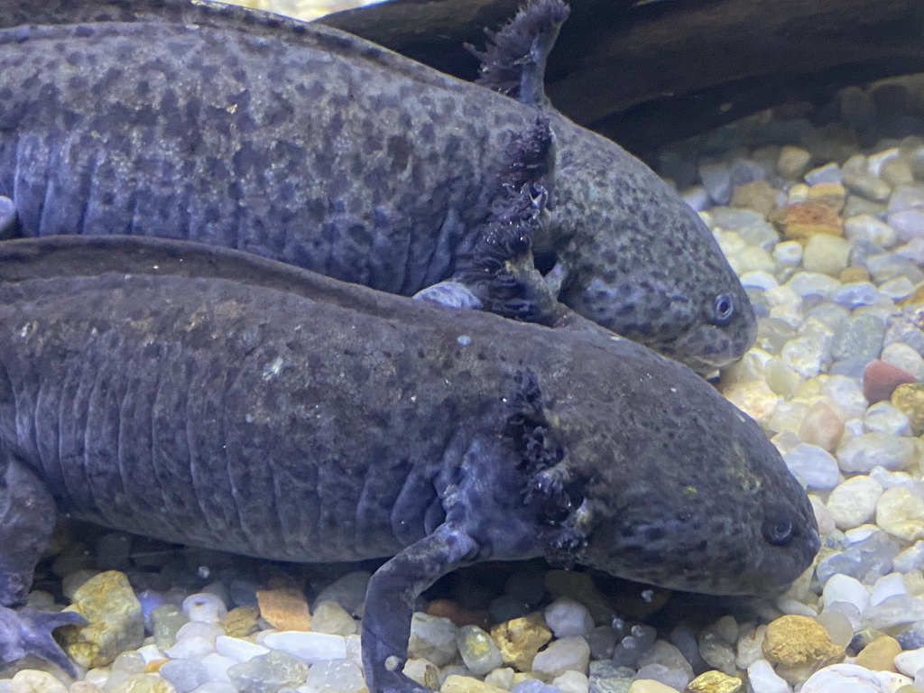 Axolotls at the upper floor of the Jungle area at the Poema del Mar Aquarium