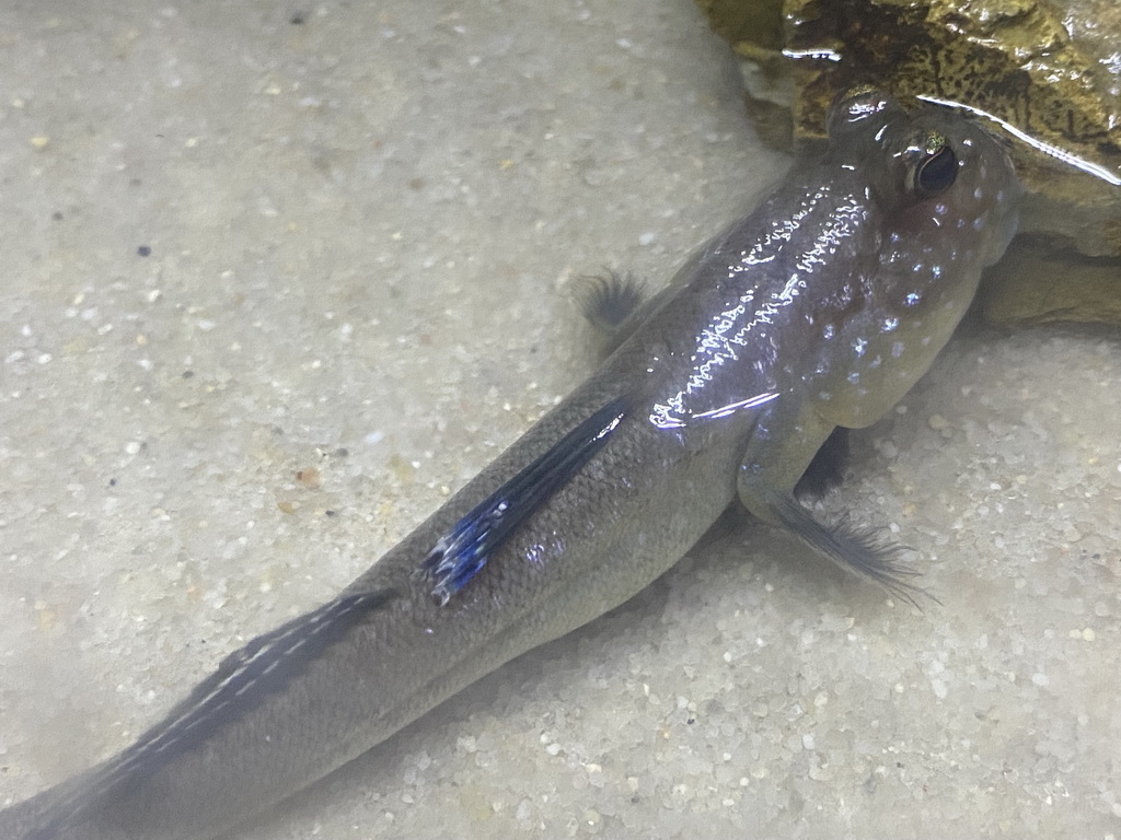 Barred Mudskipper at the upper floor of the Jungle area at the Poema del Mar Aquarium