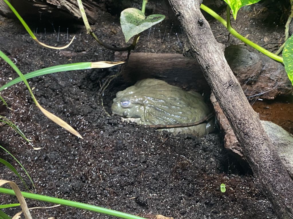 Bullfrog at the middle floor of the Jungle area at the Poema del Mar Aquarium