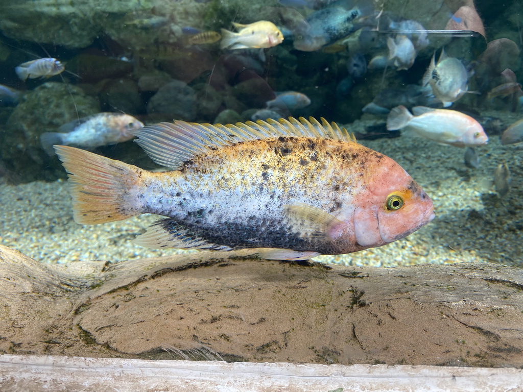 Fishes at the middle floor of the Jungle area at the Poema del Mar Aquarium