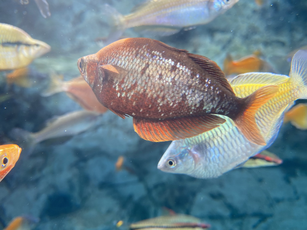 Fishes at the middle floor of the Jungle area at the Poema del Mar Aquarium