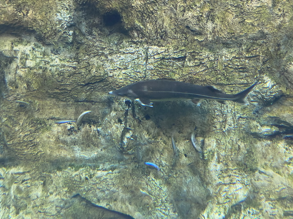 Fishes at the middle floor of the Jungle area at the Poema del Mar Aquarium