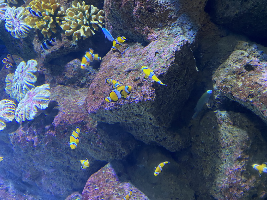 Clownfishes at the Nemo Kids area at the middle floor of the Beach Area at the Poema del Mar Aquarium