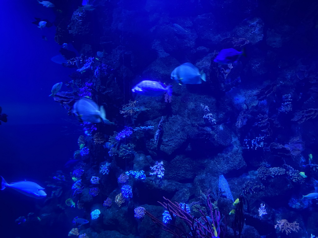 Fishes and coral at the Atoll aquarium at the middle floor of the Beach Area at the Poema del Mar Aquarium