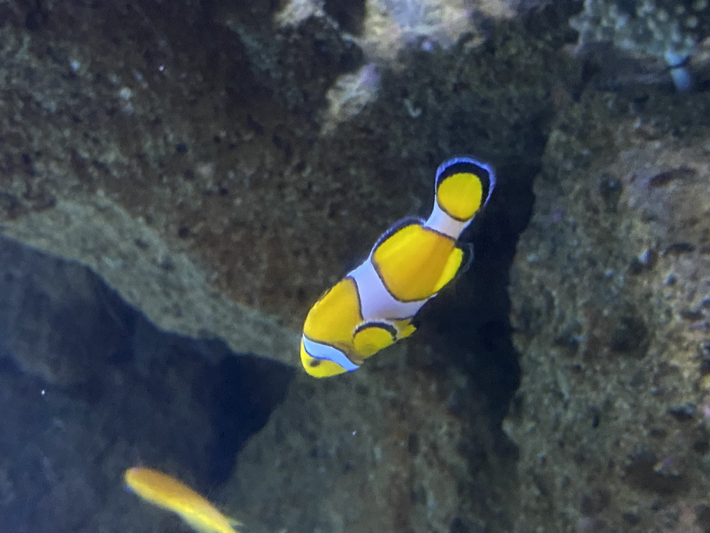 Clownfish at the Nemo Kids area at the middle floor of the Beach Area at the Poema del Mar Aquarium