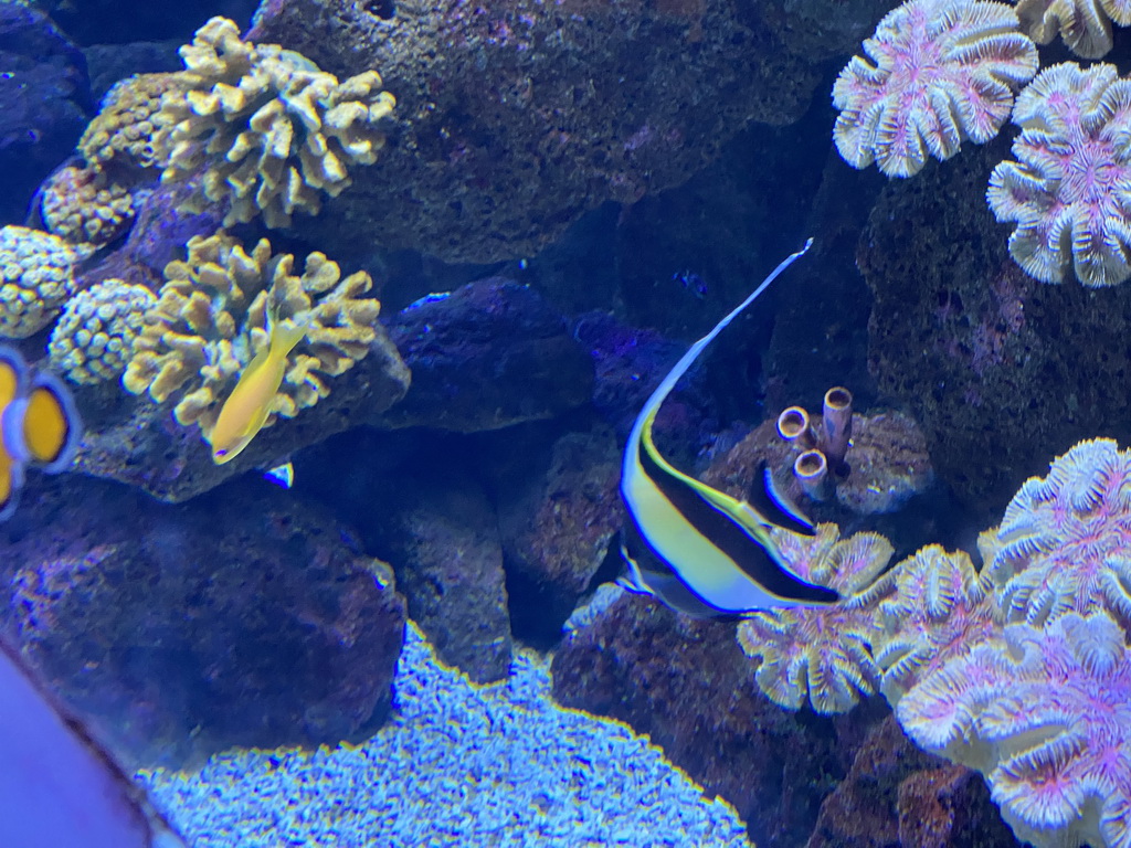 Fishes and coral at the Nemo Kids area at the middle floor of the Beach Area at the Poema del Mar Aquarium