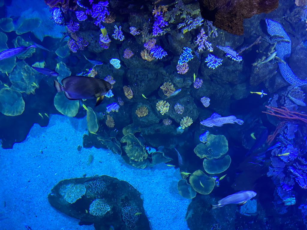 Fishes and coral at the Atoll aquarium at the upper floor of the Beach Area at the Poema del Mar Aquarium