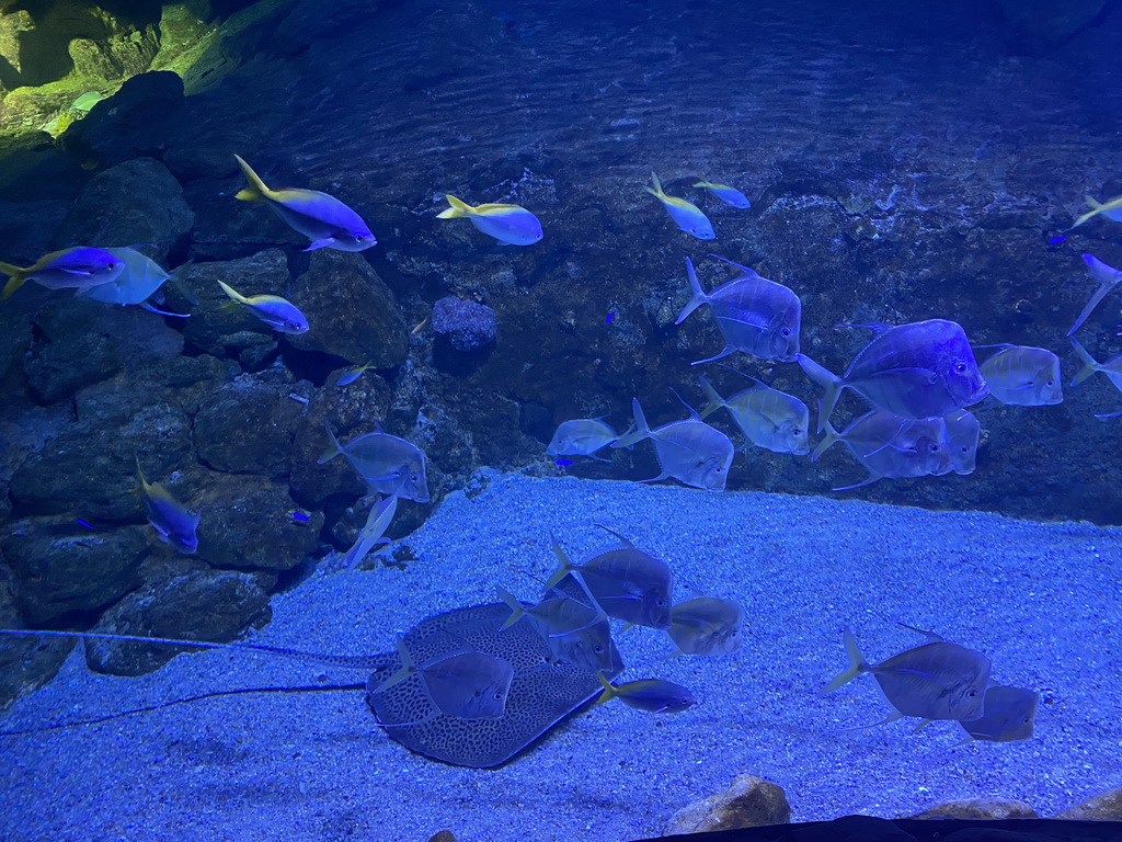 Stingray, Lookdowns and other fishes at the Tropical Beach area at the upper floor of the Beach Area at the Poema del Mar Aquarium