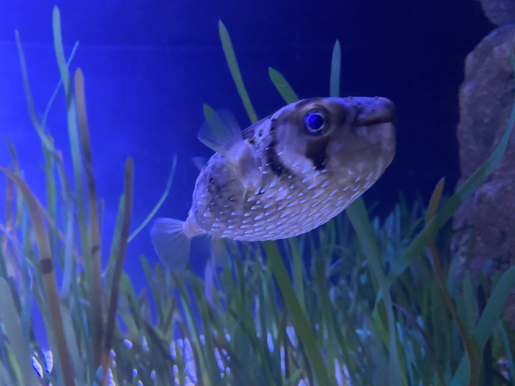 Pufferfish at the upper floor of the Beach Area at the Poema del Mar Aquarium