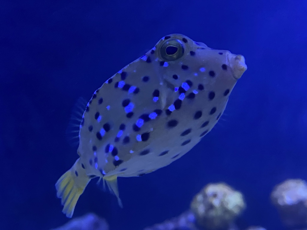 Fish at the upper floor of the Beach Area at the Poema del Mar Aquarium