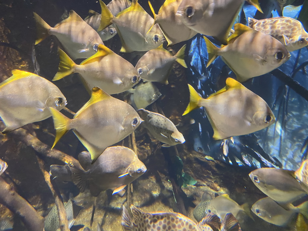 Silver Moonys and Spotted Scats at the Mangrove area at the upper floor of the Beach Area at the Poema del Mar Aquarium