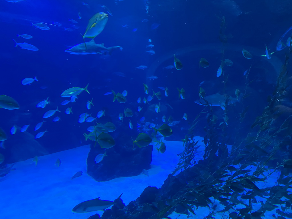 Sharks and other fishes at the upper floor of the Deep Sea Area at the Poema del Mar Aquarium