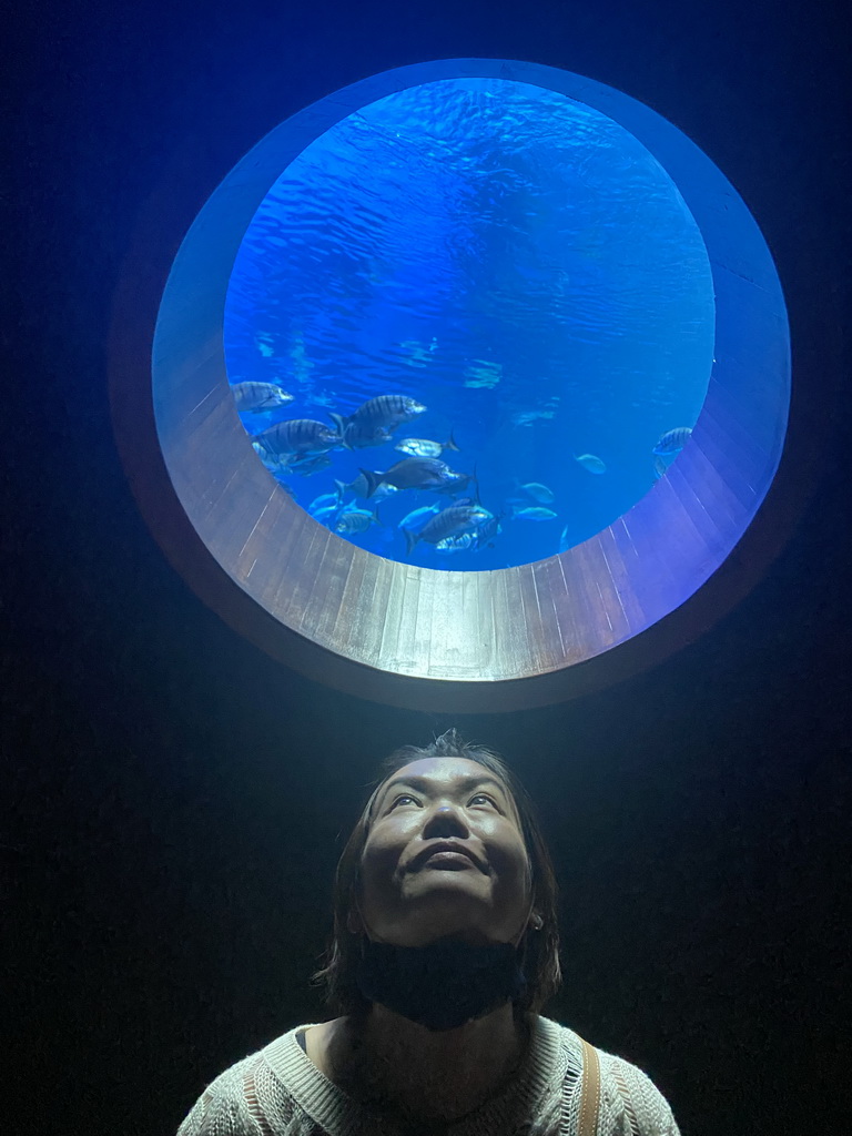 Miaomiao with fishes at the upper floor of the Deep Sea Area at the Poema del Mar Aquarium