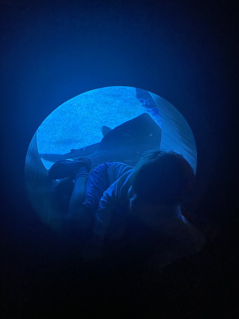 Max with a Stingray at the upper floor of the Deep Sea Area at the Poema del Mar Aquarium