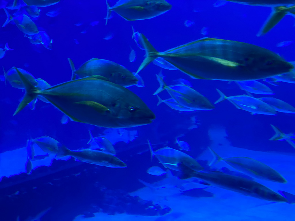 Fishes at the upper floor of the Deep Sea Area at the Poema del Mar Aquarium