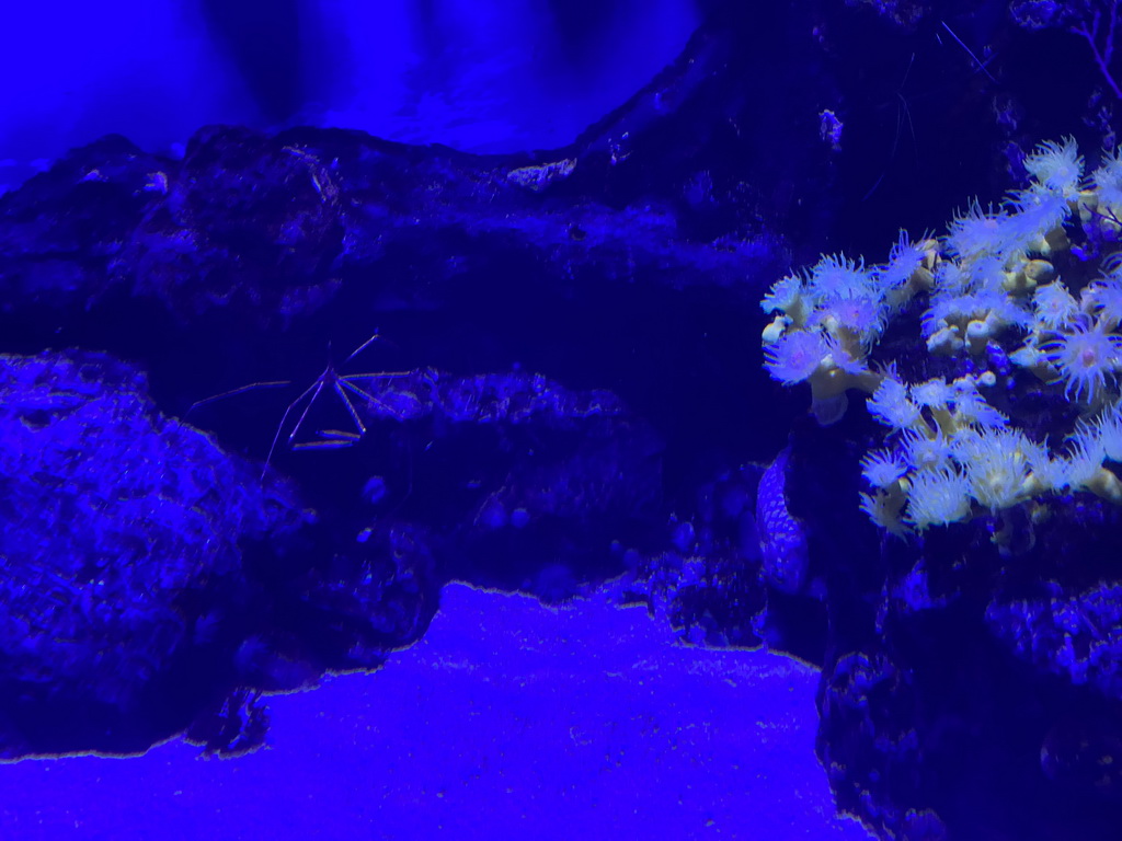 Fishes and coral at the lower floor of the Deep Sea Area at the Poema del Mar Aquarium