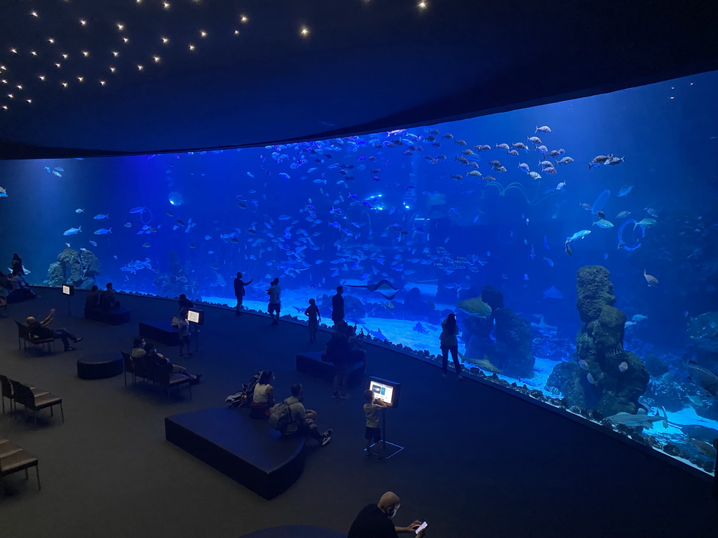 The Large Curved Glass Wall at the lower floor of the Deep Sea Area at the Poema del Mar Aquarium