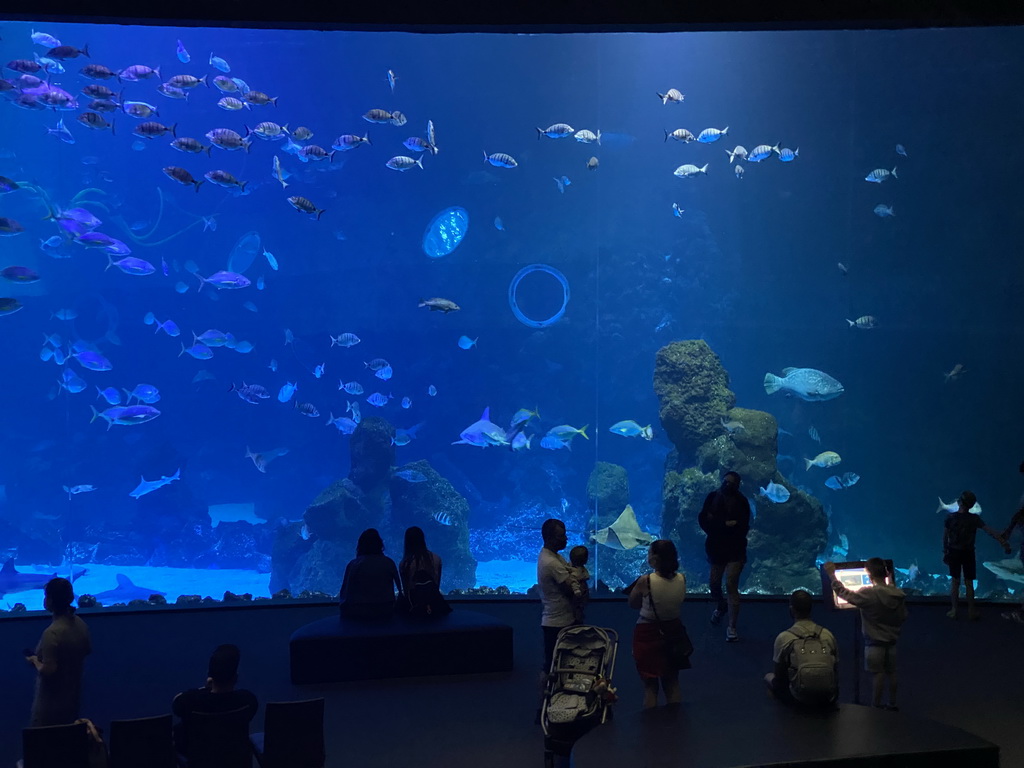 Stingray, Sharks and other fishes at the Large Curved Glass Wall at the lower floor of the Deep Sea Area at the Poema del Mar Aquarium