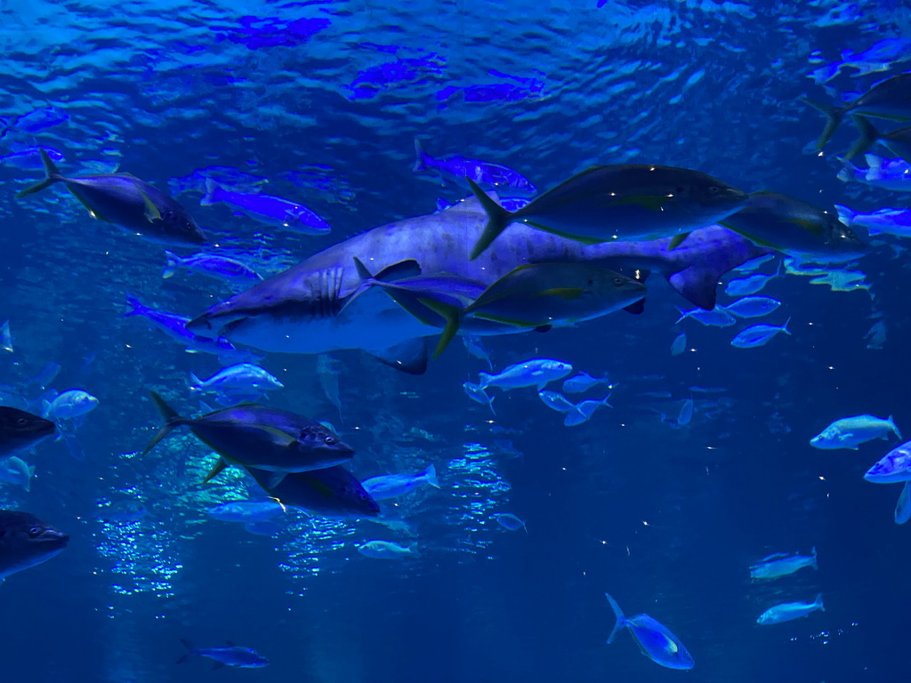 Shark and other fishes at the Large Curved Glass Wall at the lower floor of the Deep Sea Area at the Poema del Mar Aquarium