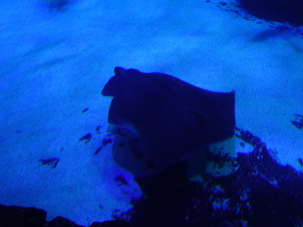 Stingray at the Large Curved Glass Wall at the lower floor of the Deep Sea Area at the Poema del Mar Aquarium