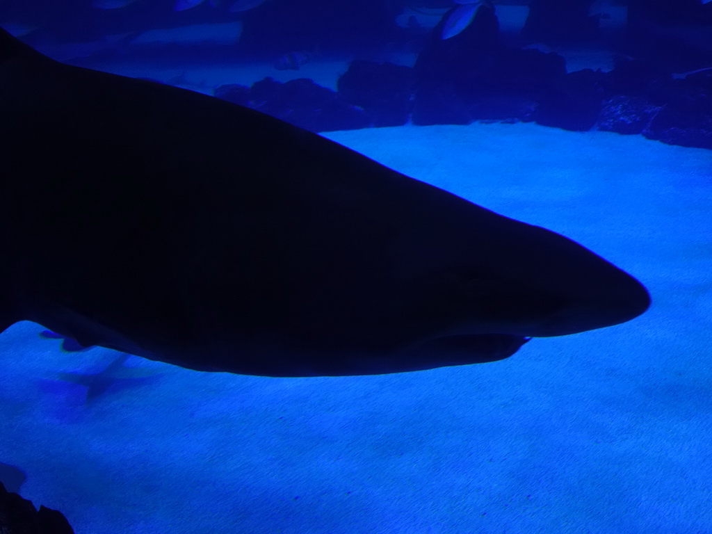 Head of a Shark at the Large Curved Glass Wall at the lower floor of the Deep Sea Area at the Poema del Mar Aquarium