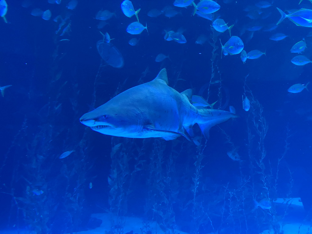 Shark and other fishes at the Large Curved Glass Wall at the lower floor of the Deep Sea Area at the Poema del Mar Aquarium