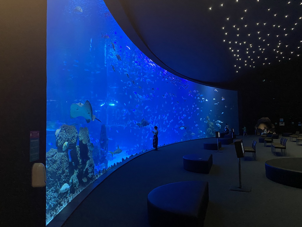 The Large Curved Glass Wall at the lower floor of the Deep Sea Area at the Poema del Mar Aquarium