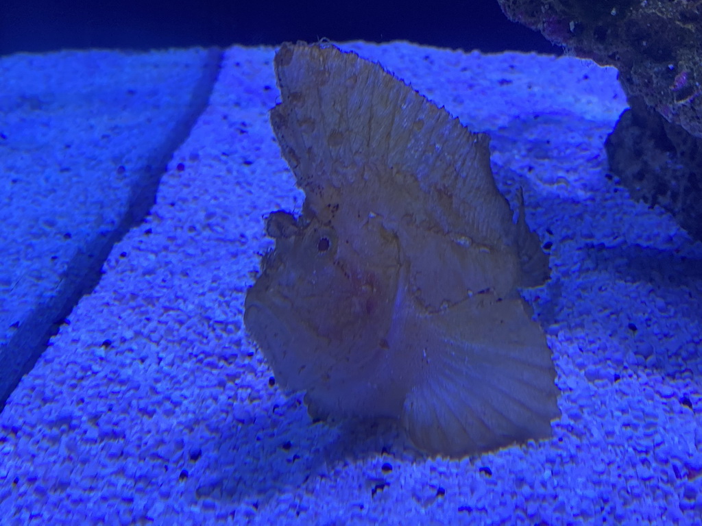 Leaf Scorpionfish at the lower floor of the Deep Sea Area at the Poema del Mar Aquarium