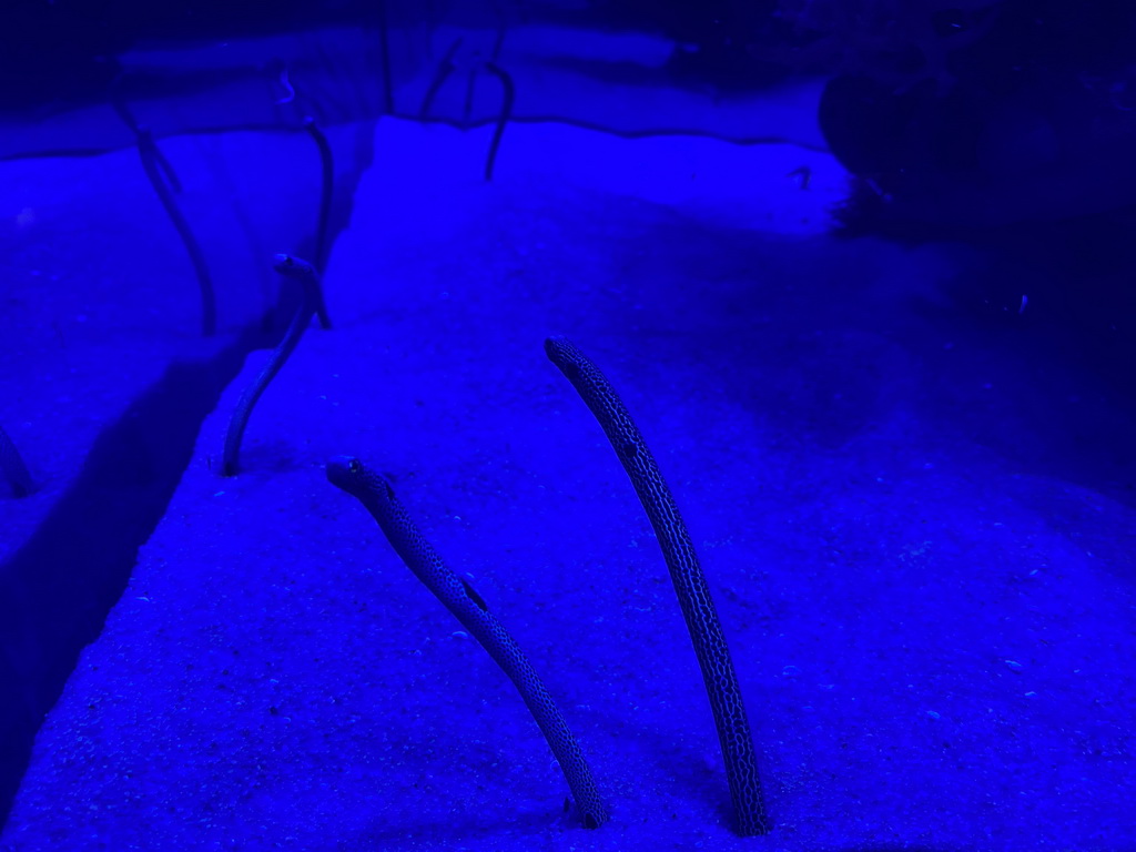 Garden Eels at the lower floor of the Deep Sea Area at the Poema del Mar Aquarium