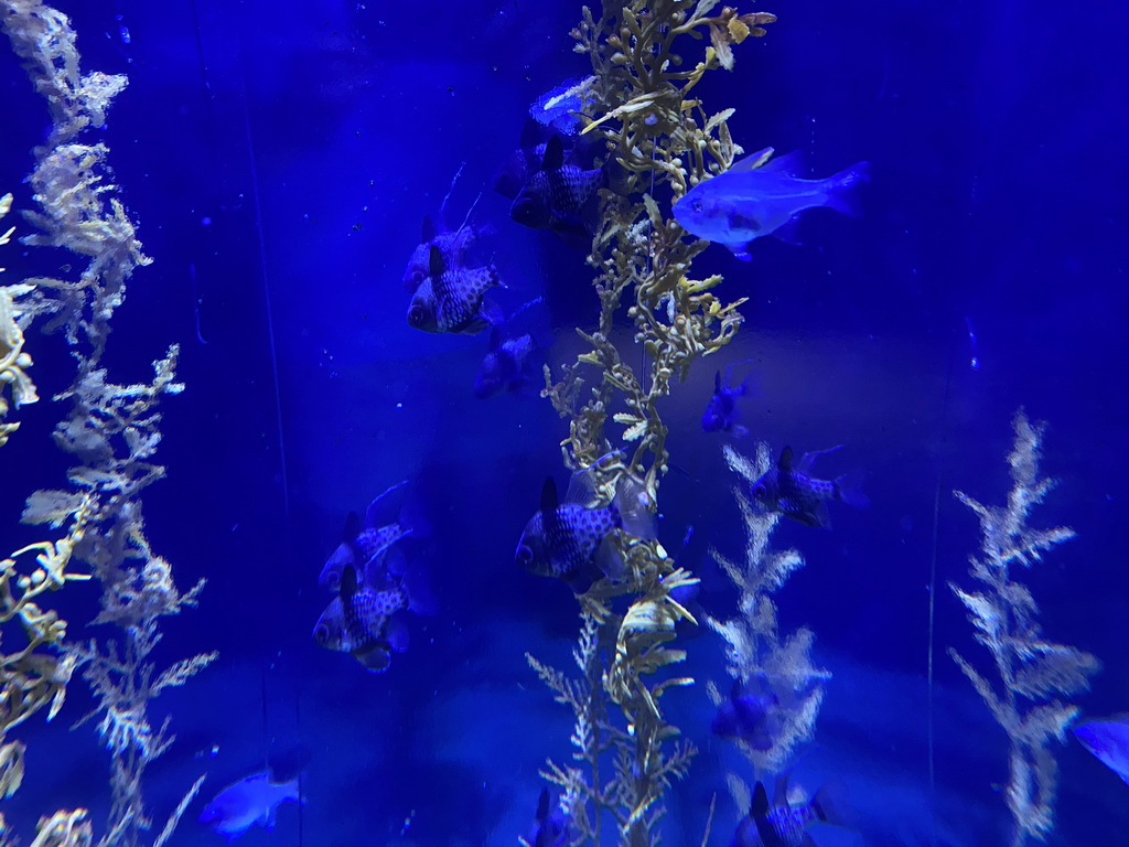 Fishes at the lower floor of the Deep Sea Area at the Poema del Mar Aquarium