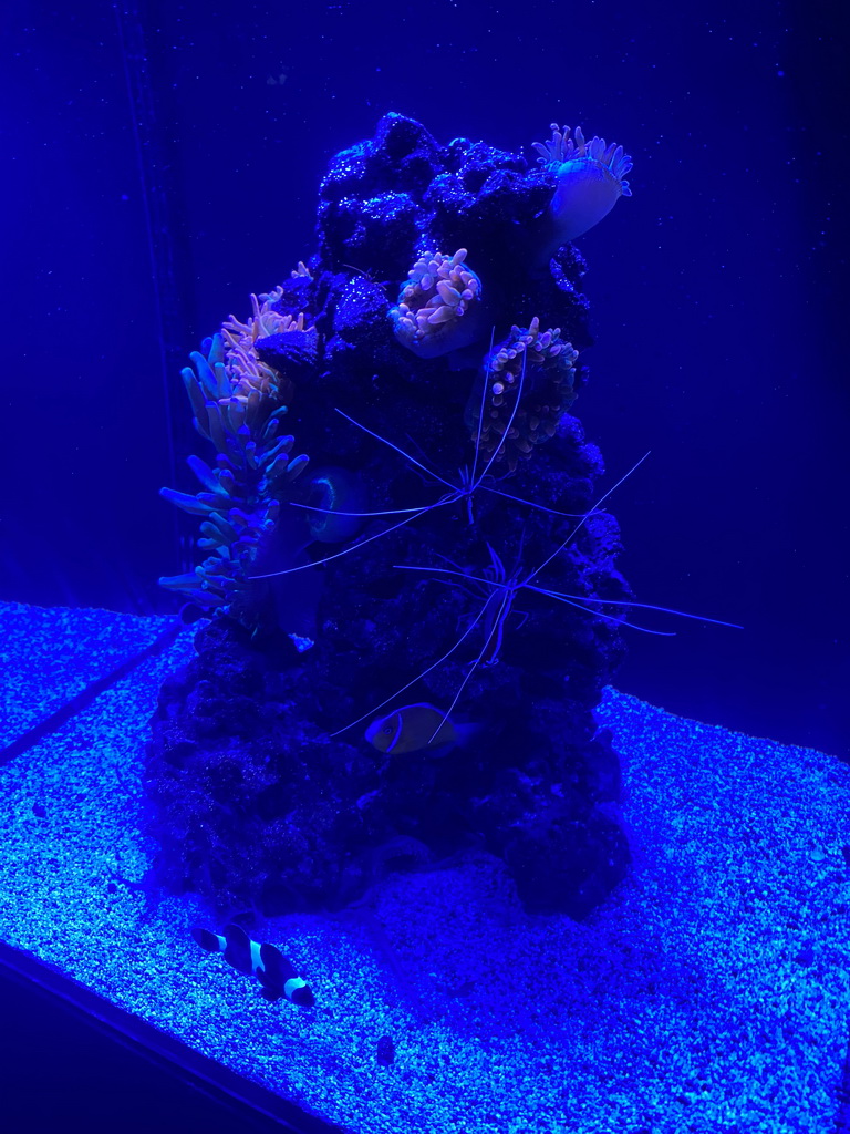 Clownfishes and Banded Coral Shrimps at the lower floor of the Deep Sea Area at the Poema del Mar Aquarium