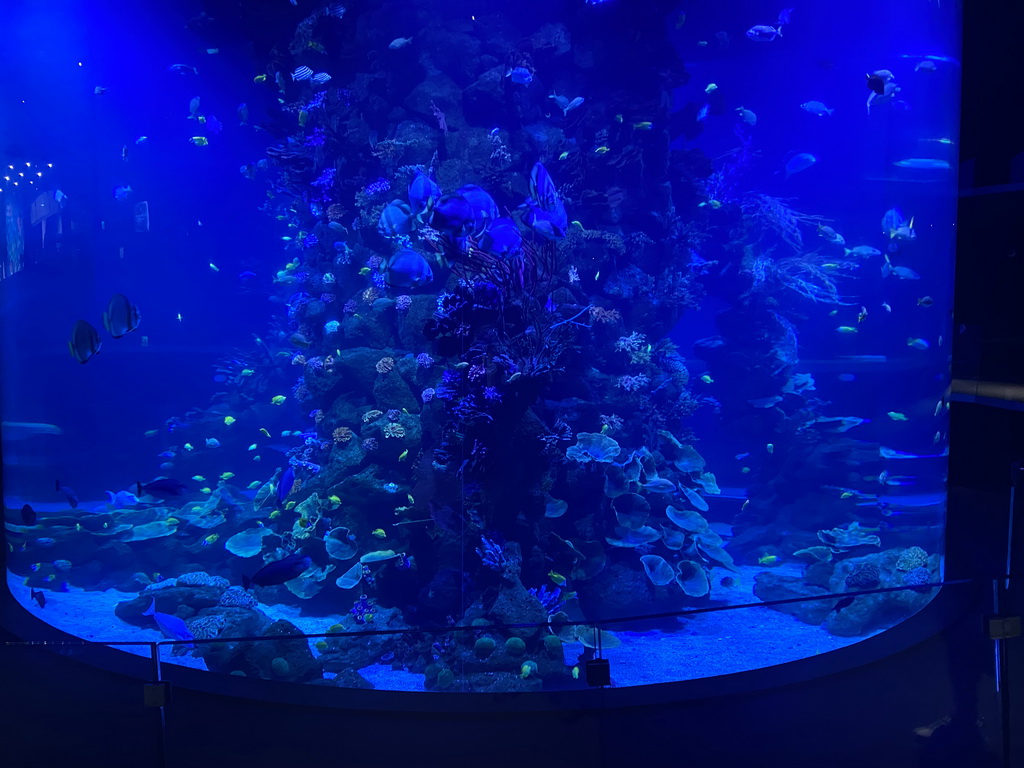 Fishes at the lower floor of the Beach Area at the Poema del Mar Aquarium