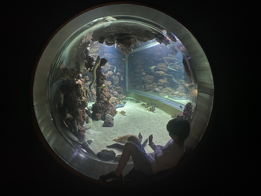 Max with Moray Eels and other fishes at the lower floor of the Beach Area at the Poema del Mar Aquarium