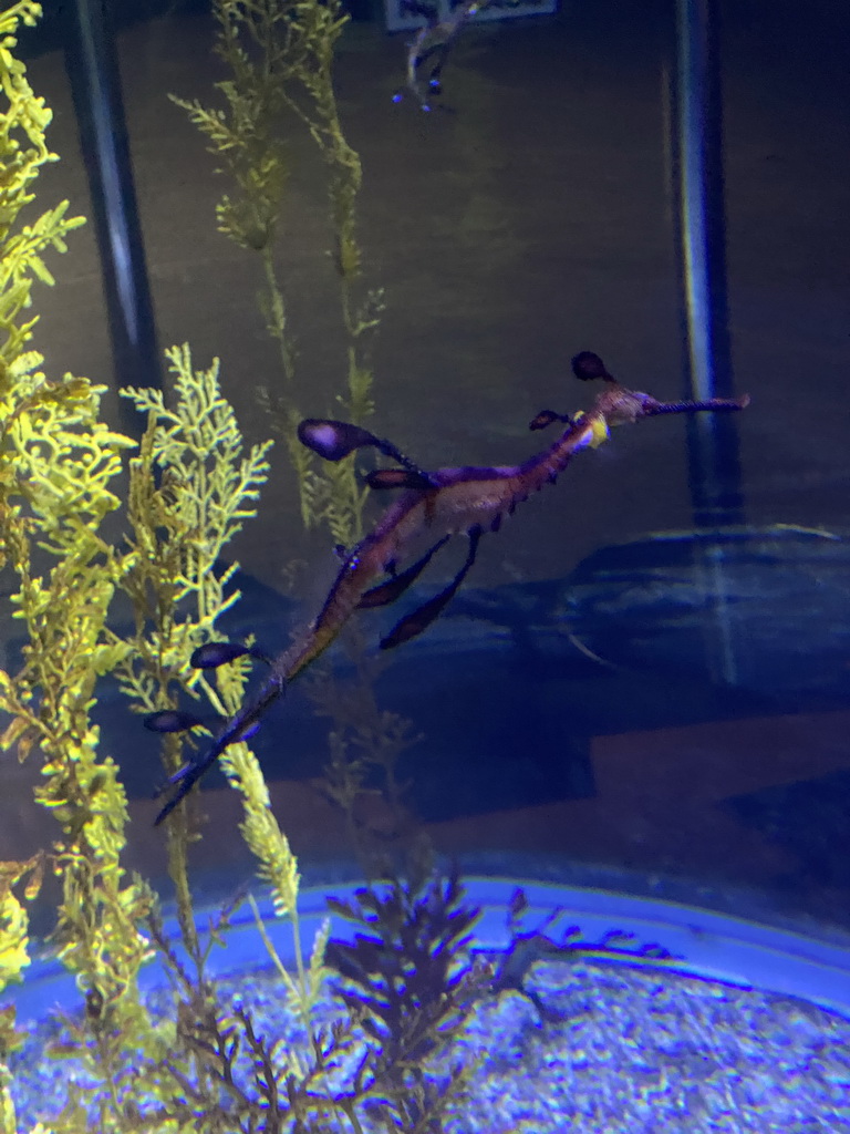 Leafy Seadragon at the lower floor of the Jungle Area at the Poema del Mar Aquarium