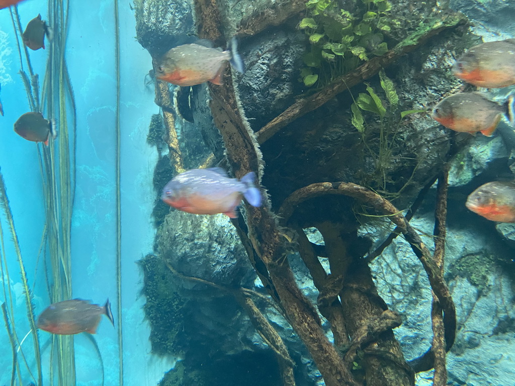 Piranhas at the lower floor of the Jungle Area at the Poema del Mar Aquarium