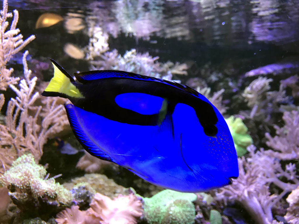 Blue Tang and coral at the AquaZoo Leerdam